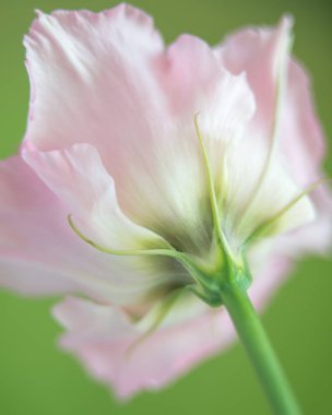 Lisianthus taze çiçek yeşil zemin üzerine. Güzel Eustoma çiçek.