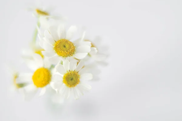 Fresh white chamomile flowers in soft and blur style. Flower background with copy space. — Stock Photo, Image