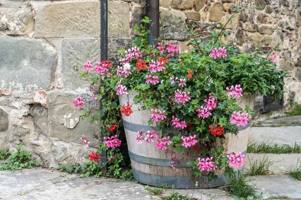 Belles fleurs devant un mur de pierre dans un petit village d'origine médiévale. Toscana, Italie . — Photo