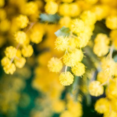 Güzel Mimoza çiçeği yumuşak ve bulanıklık tarzı. Bahar.