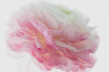 Güzel çiçek arka plan. Pembe Düğünçiçeği çiçek. Makro.