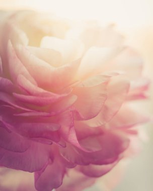 Güzel çiçek arka plan. Pembe Düğünçiçeği çiçek. Makro.