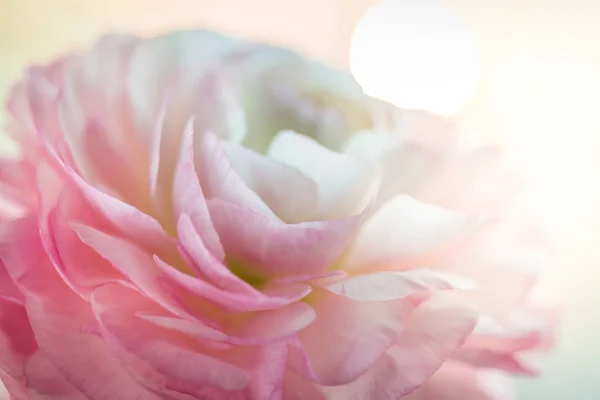 Tle piękny kwiat. Jaskier różowy kwiat. Makro. — Zdjęcie stockowe