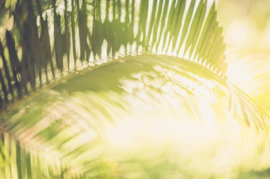 Bokeh ile yeşil tropikal palmiye arka plan bulanık. Yaz arka plan.