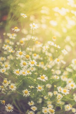 Papatya çiçekleri sunligh alanı. Papatyalar arka plan. Yaz geçmişi. Papatya tarlası.