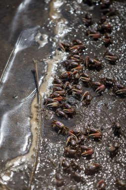 Fiddler yengeçler sahilde bir sürü