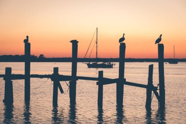 Gün batımını izlemek Pelikan