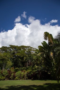 St. Kitts Romney Manor çevresinde bir yürüyüş zevk 