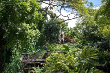 St. Kitts Romney Manor çevresinde bir yürüyüş zevk 