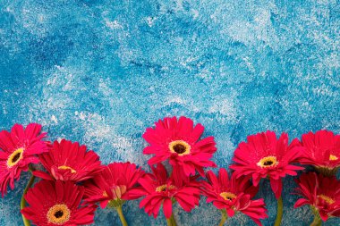 Mavi ve beyaz akrilik arka planda parlak kırmızı Gerbera çiçekleri. Yakın çekim, telif alanı olan üst görünüm.