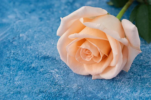 Ένα Όμορφο Μεγάλο Ροδακινί Χρώμα Που Ανθίζει Θερμαντικά Τριαντάφυλλο Μπλε — Φωτογραφία Αρχείου