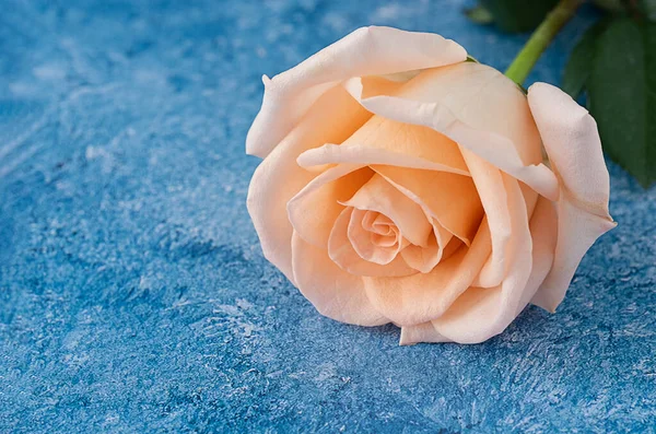 Eine Schöne Große Pfirsichfarbe Blühende Kalkultivierte Rose Auf Einem Blau — Stockfoto