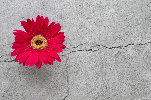 Leuchtend Rot Blühende Gerbera Blume Auf Grauem Betongrund Nahaufnahme Draufsicht — Stockfoto