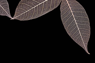 Kuru yaprakların damarları, izole edilmiş, siyah arkaplan üzerinde