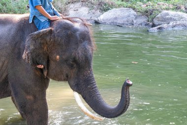 Genç bir fil sığ bir derede sabah banyosu yapıyor..