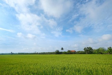 Tayland 'ın kuzeyindeki büyük çeltik tarlaları.
