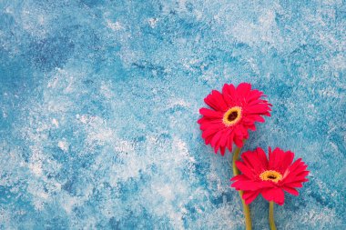 Mavi ve beyaz akrilik arka planda parlak kırmızı Gerbera çiçekleri. Yakın çekim, telif alanı olan üst görünüm.
