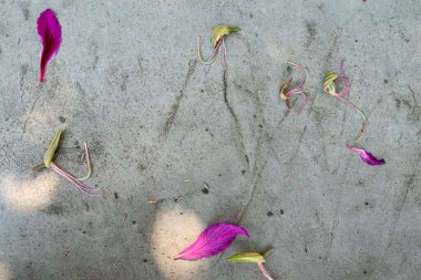 Mor pedallar ve orkide ağacının soluk ipeksi sapları veya gri beton duvarda saf Bauhinia.. 