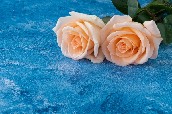 Δύο Όμορφα Τριαντάφυλλα Ροδάκινο Ανθίζοντας Χρώμα Ξηρό Μπλε Ζωγραφισμένο Φόντο — Φωτογραφία Αρχείου