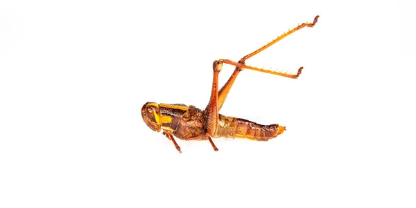 Gebakken Locus Kruiden Met Kruiden Zout Heerlijk Eetbaar Insect Geïsoleerd — Stockfoto