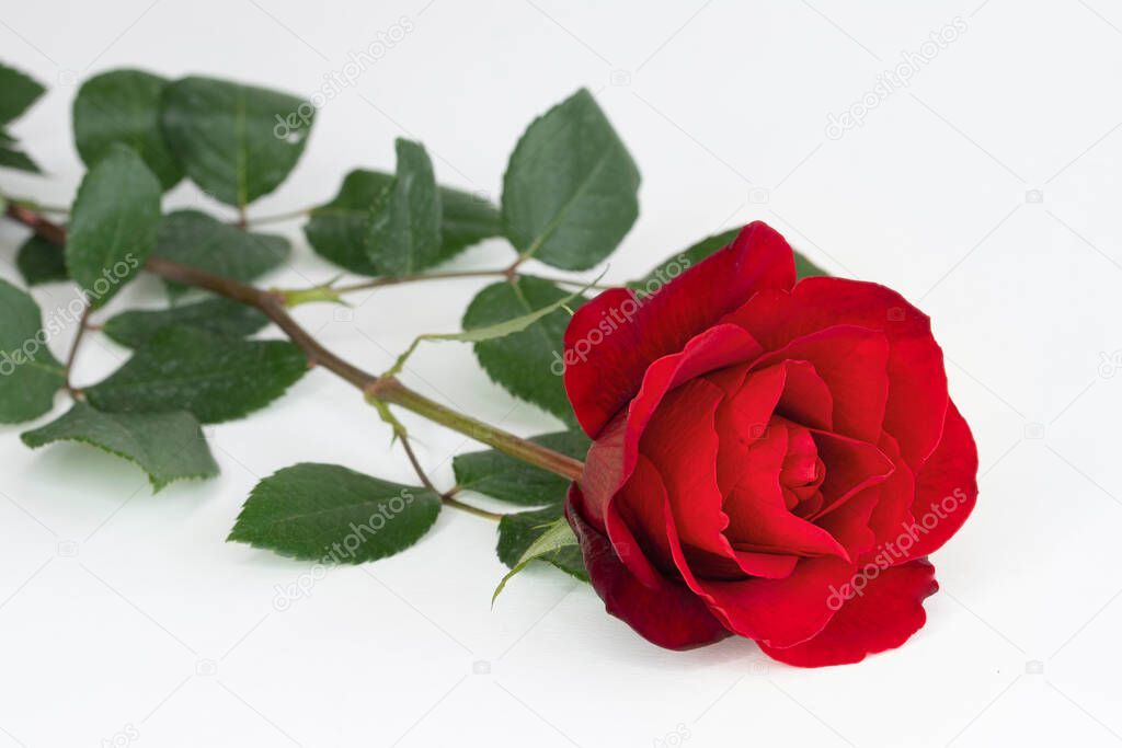 A beautiful single blooming red rose on white  background.