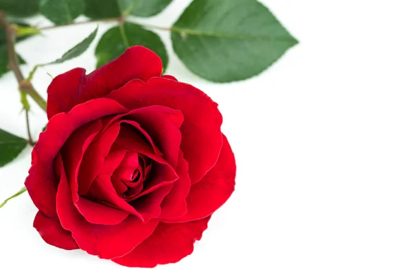 Eine Einzelne Blühende Rote Rose Nahaufnahme Isoliert Auf Weißem Hintergrund — Stockfoto