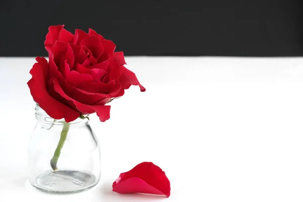 Eine Schöne Rote Rose Einer Klaren Glasflasche Mit Einem Einzigen — Stockfoto