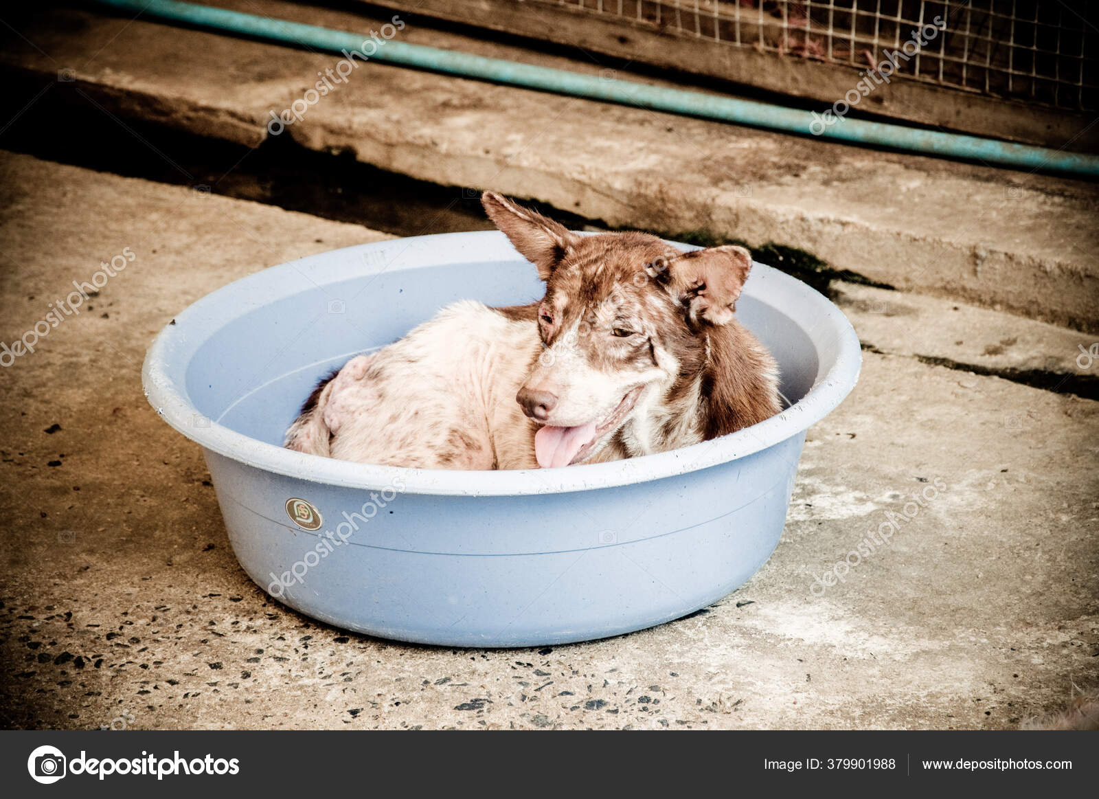 Leprosy Asian Dog Animal Sick Leprosy Skin Problem Homeless Sick