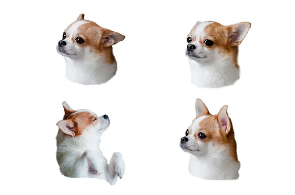 Постріли Обличчя Собаки Чіхуахуа Різними Емоціями Сонний Собака Обличчя Вигнаного — стокове фото