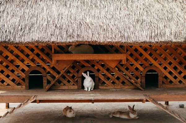 Pequeños Conejos Blancos Lindos Jaula Madera Con Techo Paja Granja —  Fotos de Stock