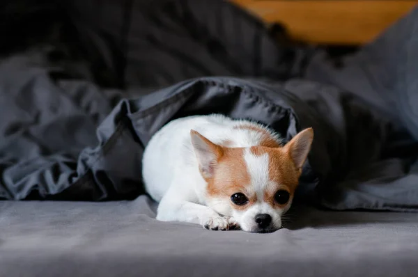 Sleepy Cute Chihuahua Perro Debajo Manta Cama — Foto de Stock