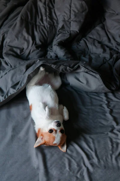 Sleepy Cute Chihuahua Dog Lying Turning Face Blanket Bed — Stock Photo, Image