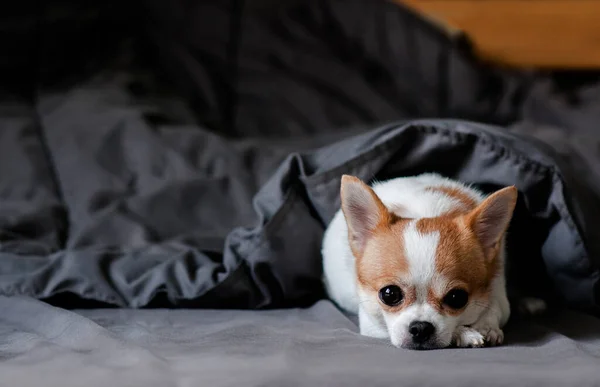 Aburrido Lindo Perro Chihuahua Debajo Manta Cama — Foto de Stock