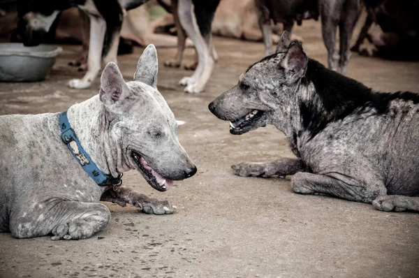 Hanseníase Asiático Cão Animal Doente Hanseníase Pele Problema Sem Teto — Fotografia de Stock