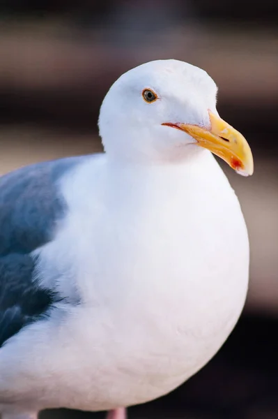 stock image Beautiful seagull white and gray feather common sea bird at Pier 39 San Francisco