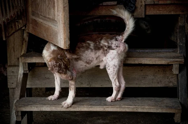 Hanseníase Asiático Cão Animal Doente Hanseníase Pele Problema Sem Teto — Fotografia de Stock