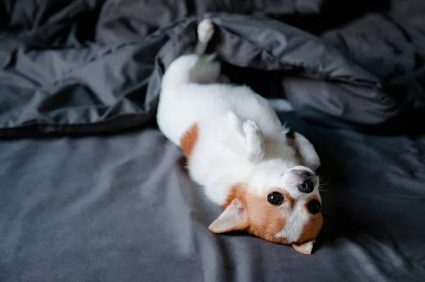 Sonnolenta Carino Chihuahua Cane Sdraiato Con Girando Faccia Sotto Coperta — Foto Stock