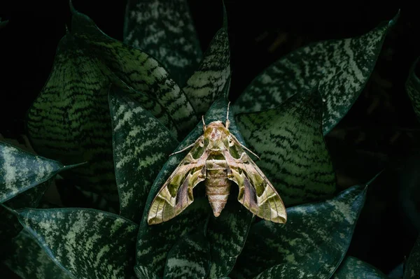 Grande Mariposa Falcão Oleandro Bonita Traça Verde Exército Planta Serpente — Fotografia de Stock