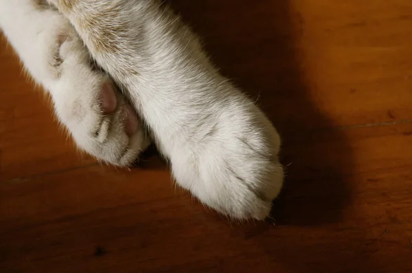 아름다운 고양이 고양이 바닥에 가까이 — 스톡 사진