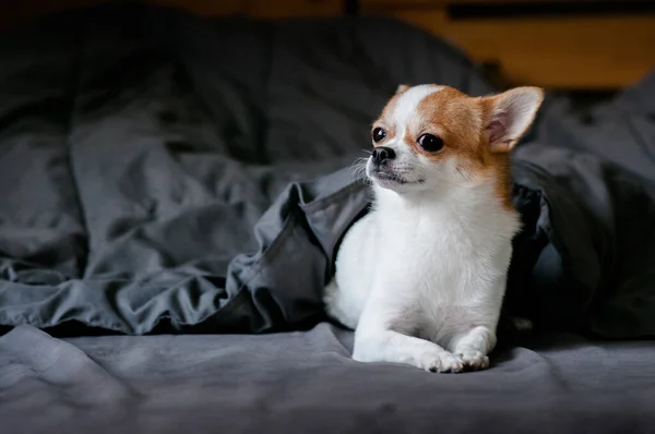 Lindo Perro Chihuahua Acostado Debajo Una Manta Cama — Foto de Stock