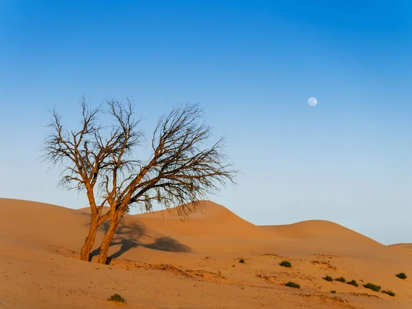 Красивый Ярко Оранжевый Цвет Мертвое Дерево Пустыне Аль Ватба Закатом — стоковое фото