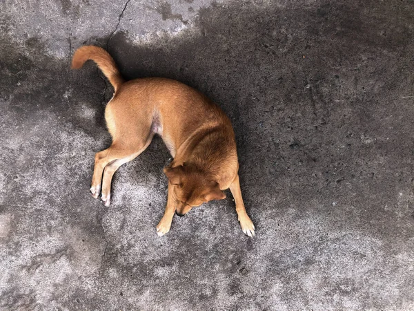 Asian stray street dog, Homeless dog lie on old concrete road top view - Abandoned dog problem in Thailand