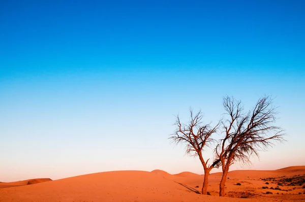 阿布扎比Al Wathba沙漠的枯树 — 图库照片