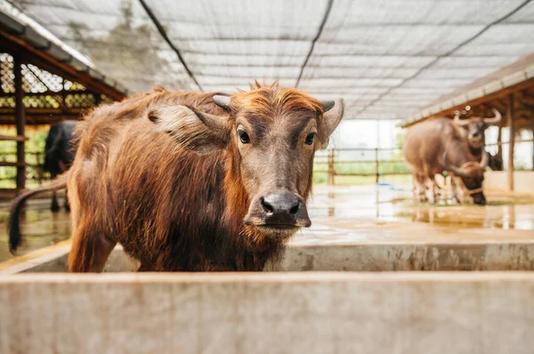 Bonita Cara Inocente Jovem Asiático Búfalo Água Fazenda Leiteira Local — Fotografia de Stock