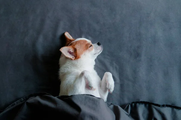 Dormir Lindo Perro Chihuahua Debajo Manta Cama — Foto de Stock