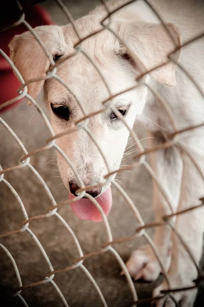 在泰国 麻风病狗 动物麻风病皮肤病 无家可归的病犬 狂犬病感染的风险 — 图库照片