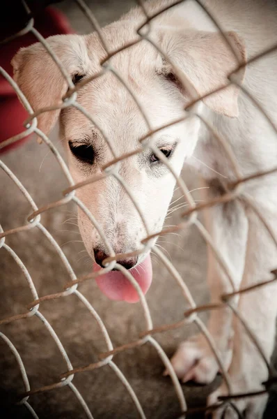 Lepra Asiático Perro Animal Enfermo Lepra Problema Piel Indigente Enfermo — Foto de Stock