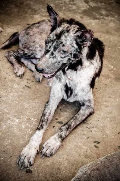 Hanseníase Asiático Cão Animal Doente Hanseníase Pele Problema Sem Teto — Fotografia de Stock