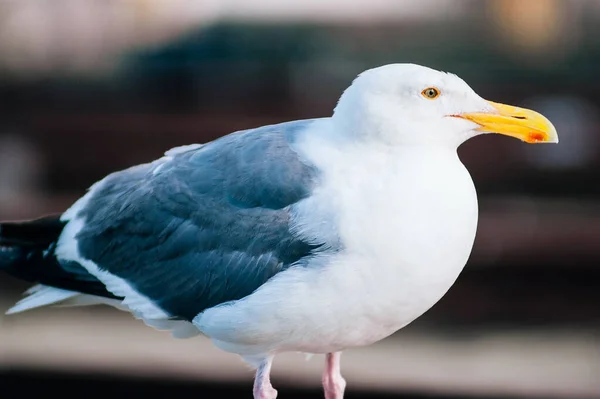 Beautiful Seagull White Gray Feather Common Sea Bird Pier San — Stock Photo, Image