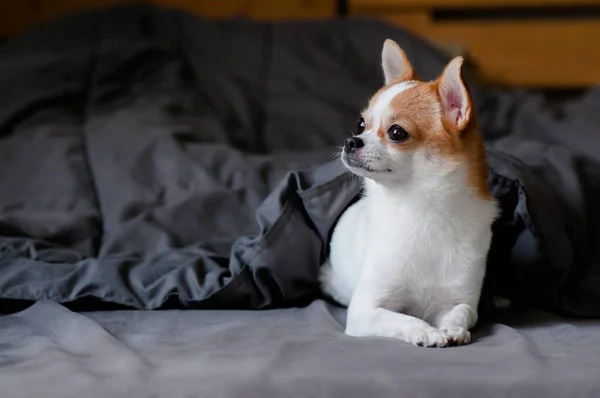 Lindo Perro Chihuahua Acostado Debajo Una Manta Cama Mirando Algo — Foto de Stock